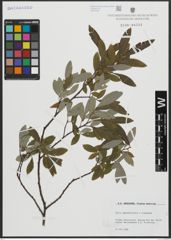 Foto von Salix appendiculata Vill. x Salix eleagnos Scop.